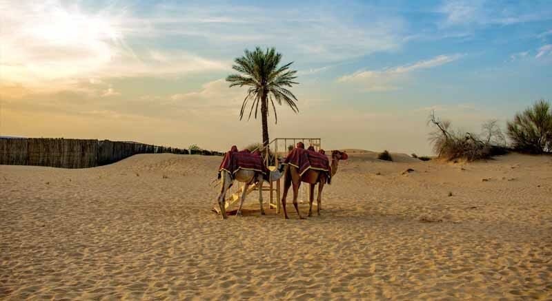 camels abu dhabi evening safari